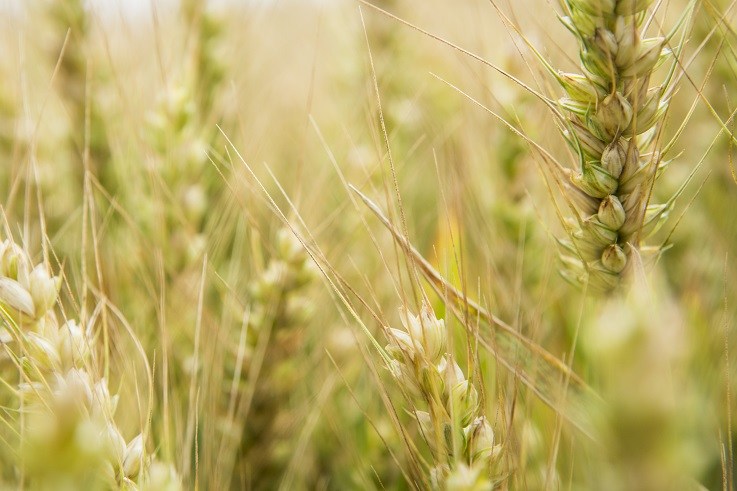 Cereal Partners Worldwide call on governments and policymakers to recognise the importance of whole grain promoting lifelong, healthy dietary habits