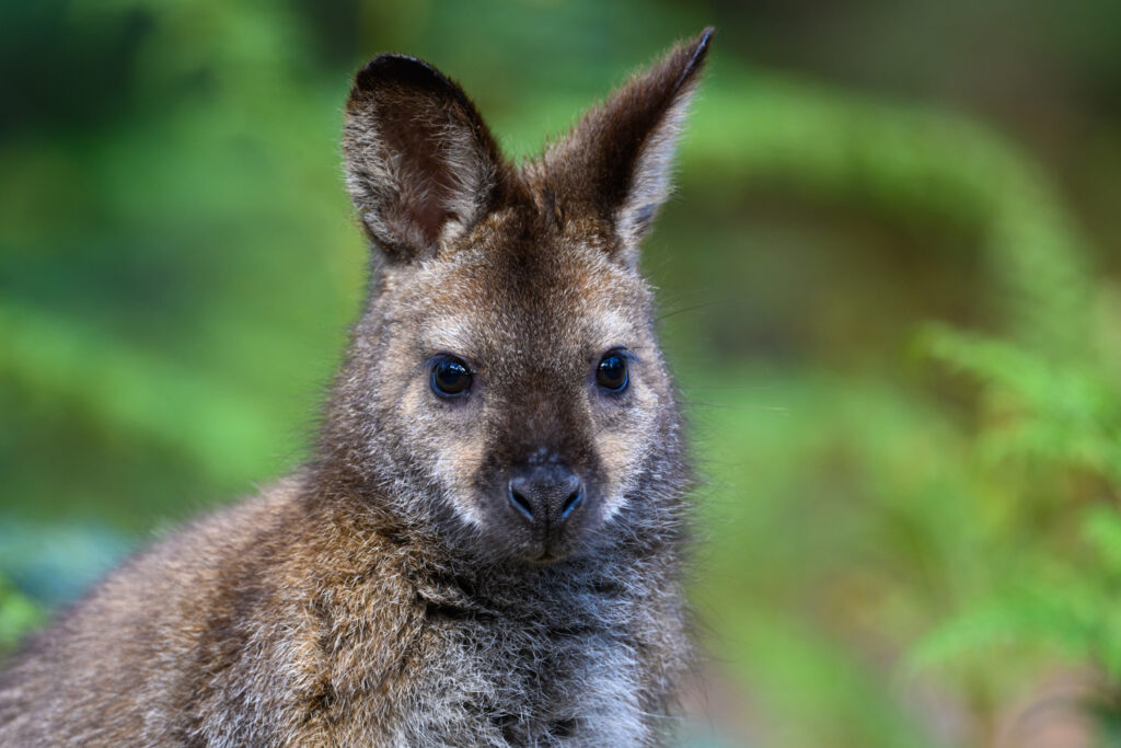 Storm Ciarán: Wallaby escapes from Jungle City park in Tournai