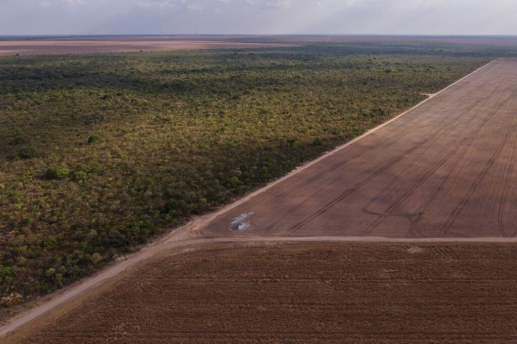 Worst deforestation since 2015 in Brazil's savannahs