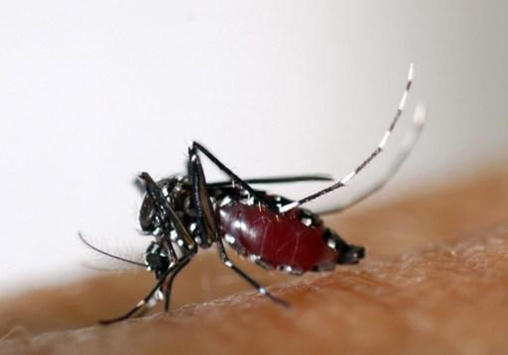 WHO warns of increasing cases of dengue in Europe
