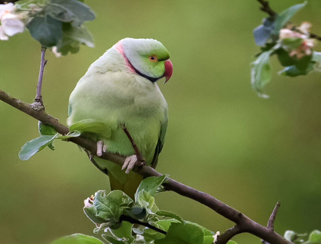 Bird-watching: Monk parakeets in Brussels develop 'unique' call