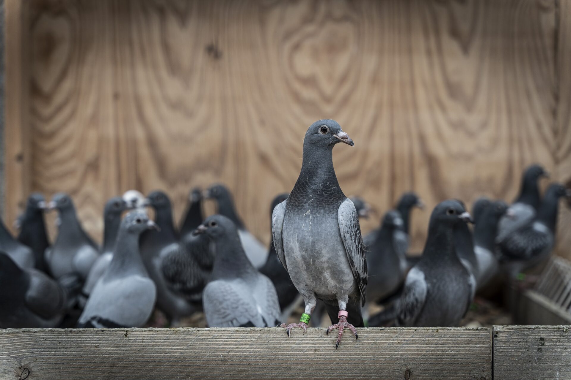 Meet the duivenfokkers