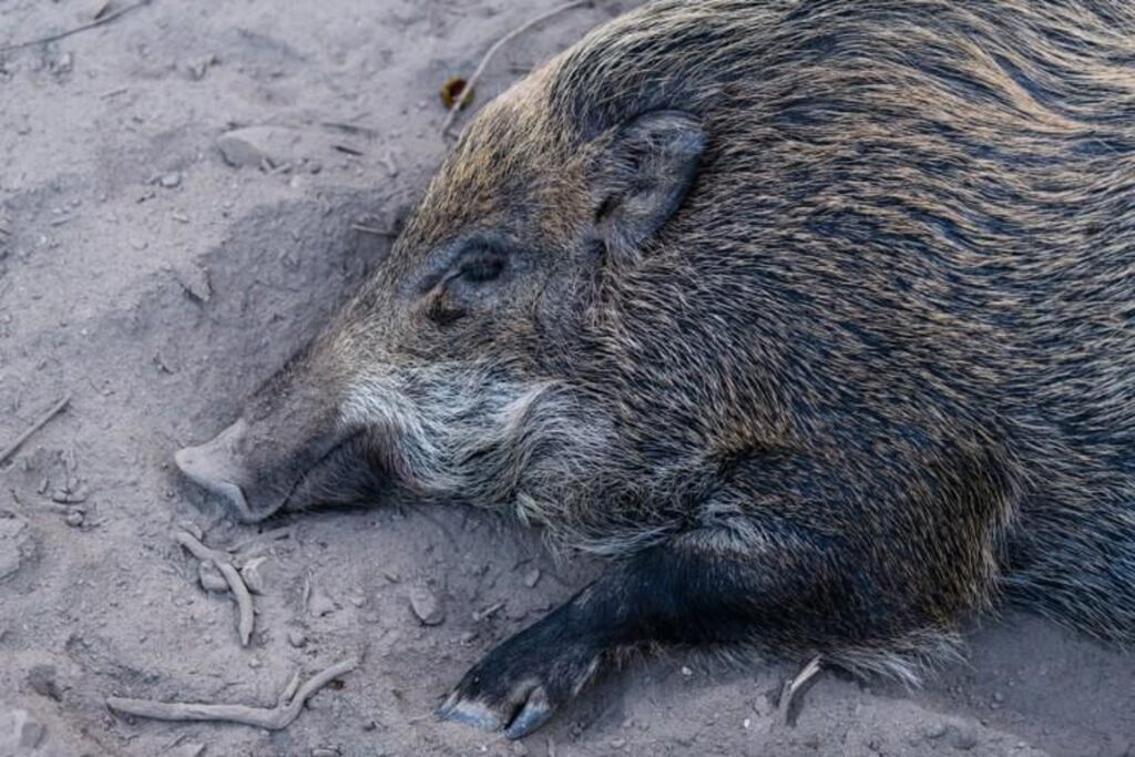 Wallonia authorises night shooting and trapping of wild boars