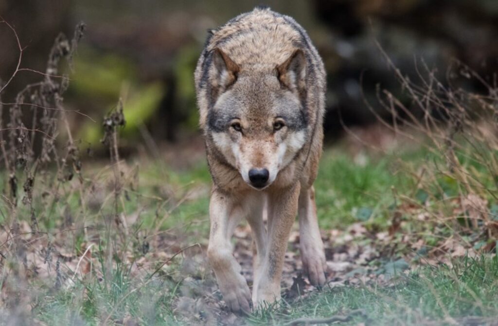 Second wolf spotted in the Kempen is from a local pack