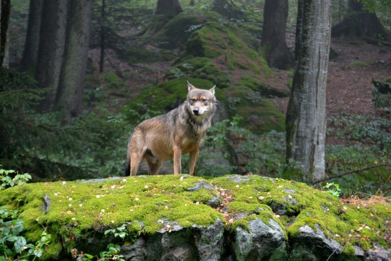 Majority of rural inhabitants in the EU wants stricter protection of bears, lynxes and wolves