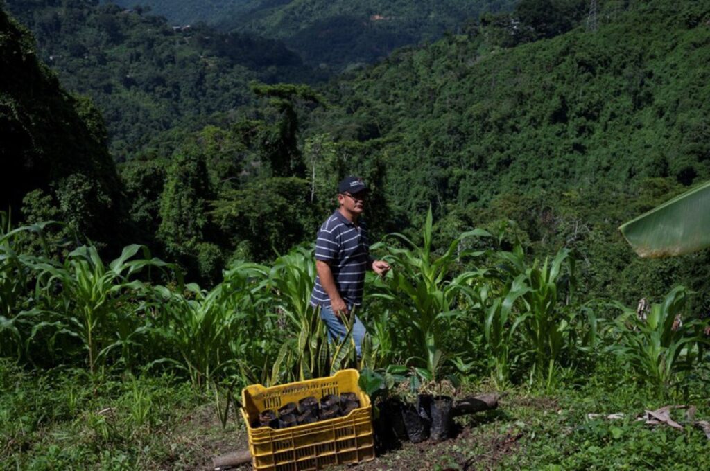 EU could face a coffee shortage in 2025