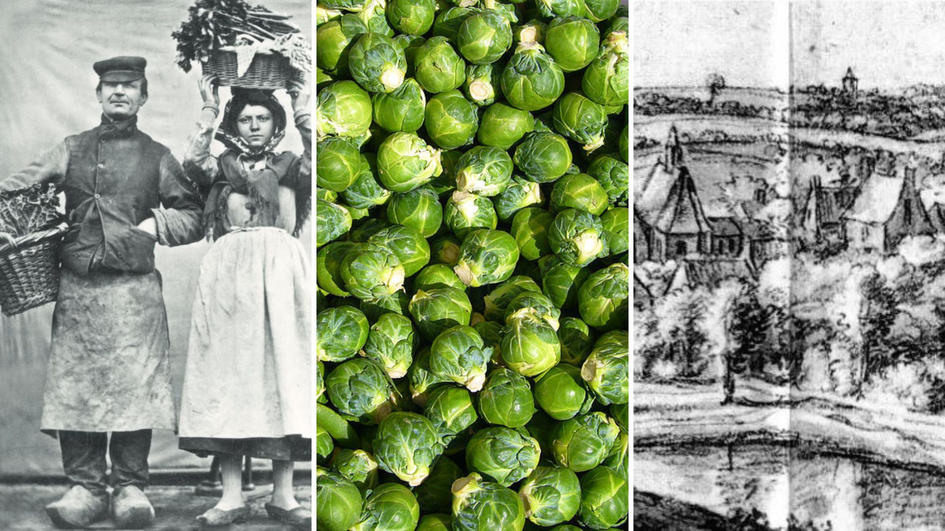 A Belgian history of the Brussels sprout