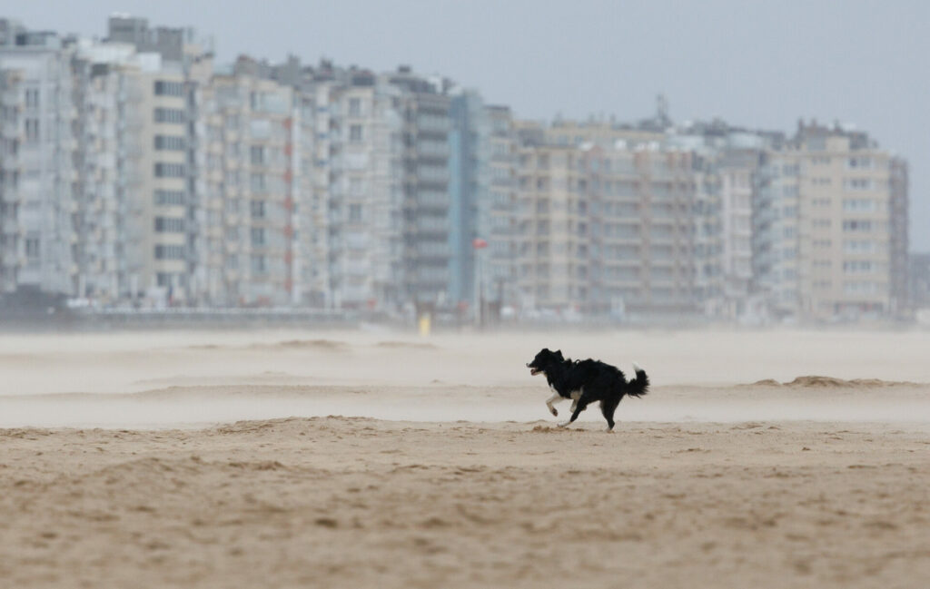 Police baffled as more dead dogs wash up on Belgian coast