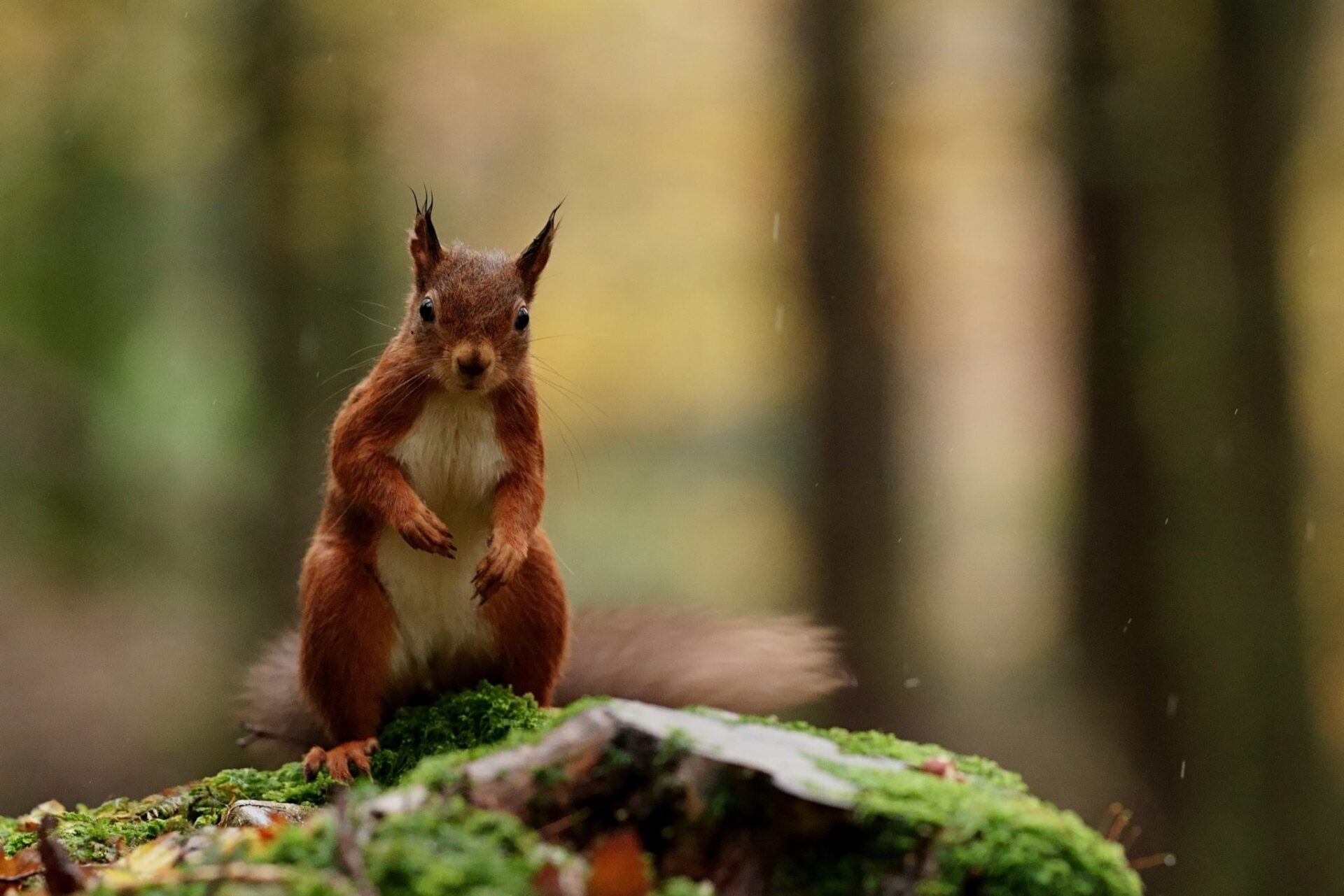 The measures being taken to boost Brussels’ rich plant and wildlife