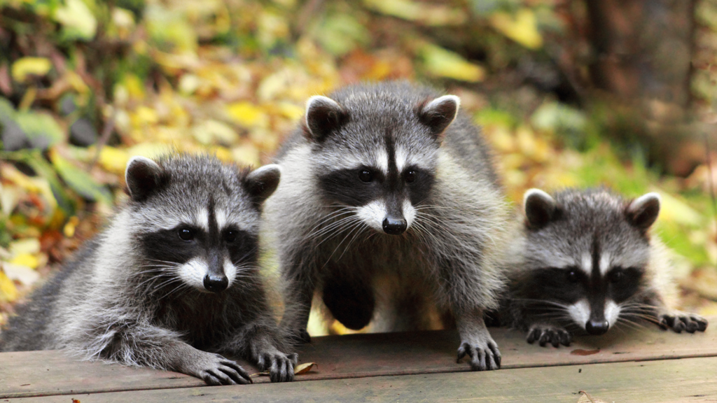 'I think we are already too late': Raccoons arrive in Flanders