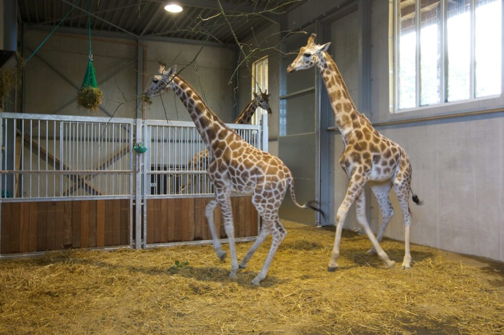 West Flanders zoo welcomes new Rothschild giraffe