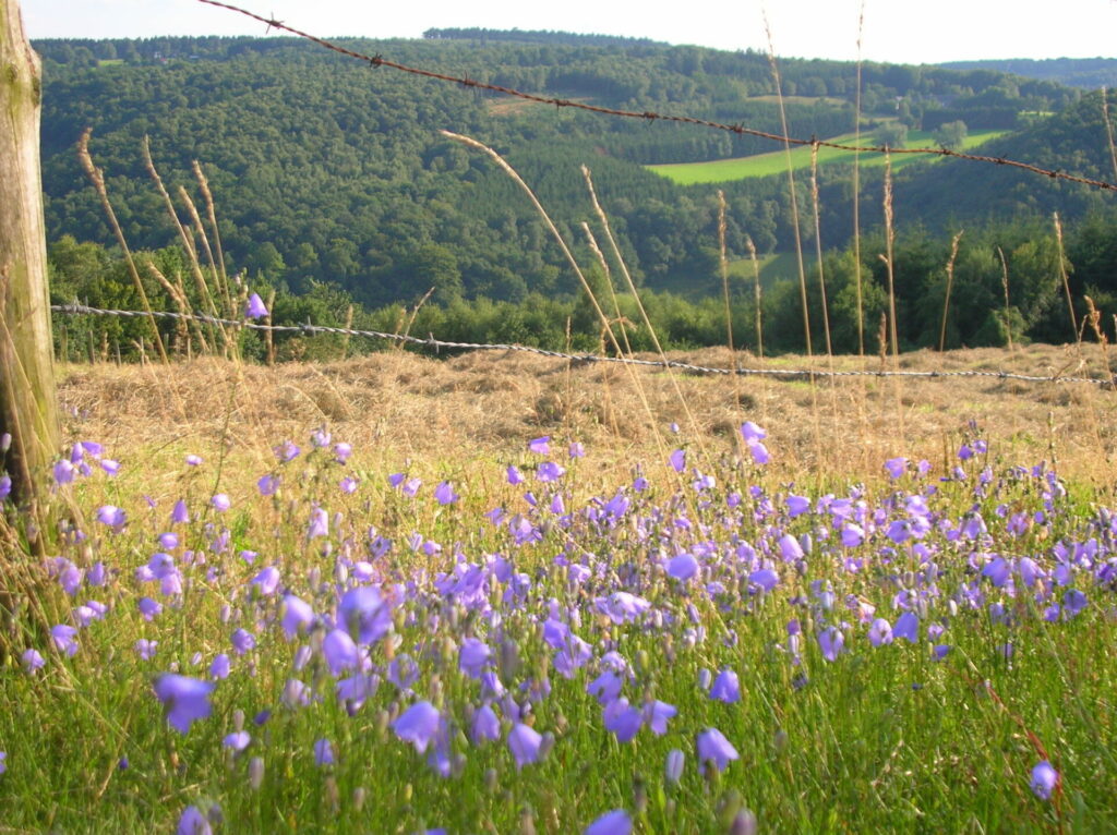 Hidden Belgium: The wild moors where nothing grows