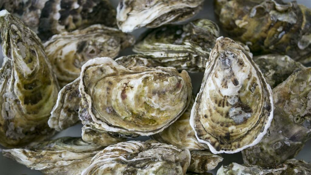 Cora withdraws 'La précieuse' brand of oysters from sale