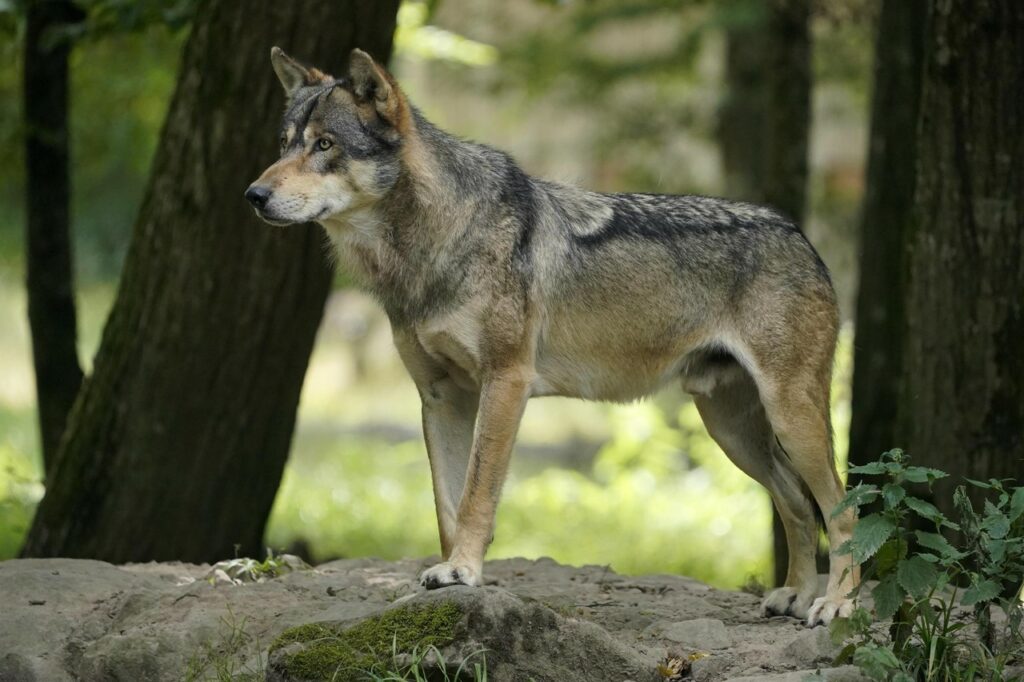 She-wolf found dead by side of road in Eupen