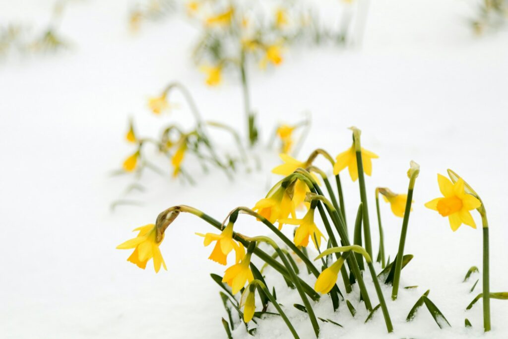 Is snow a blessing or a curse for winter gardeners?