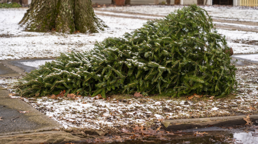 When to put out old Christmas trees for collection in Brussels