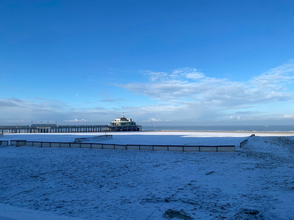 Porpoise dies stranded on Blankenberge beach