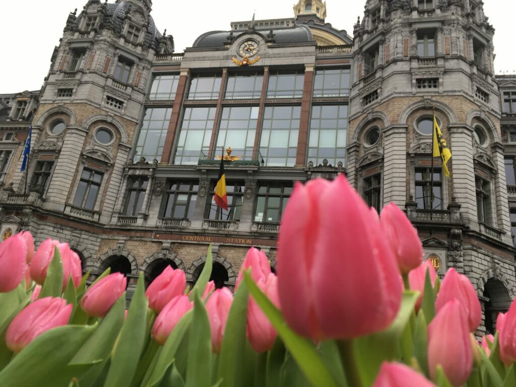 Spring flower season: Free tulips for the picking in Antwerp city centre