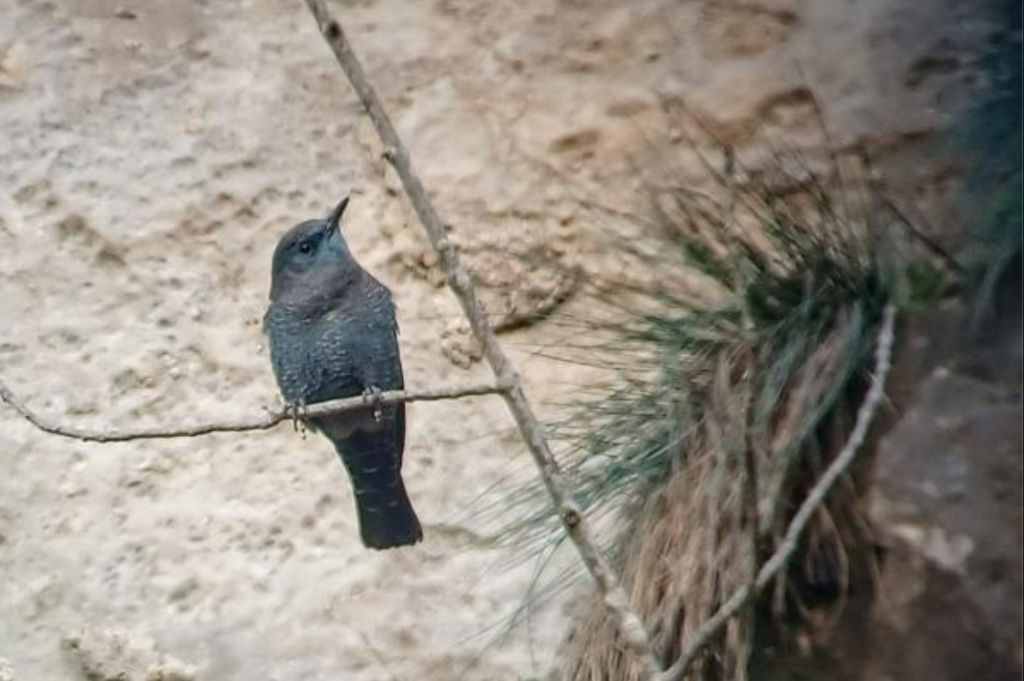 Rare blue rock thrush turns up in Belgium for first time in 147 years