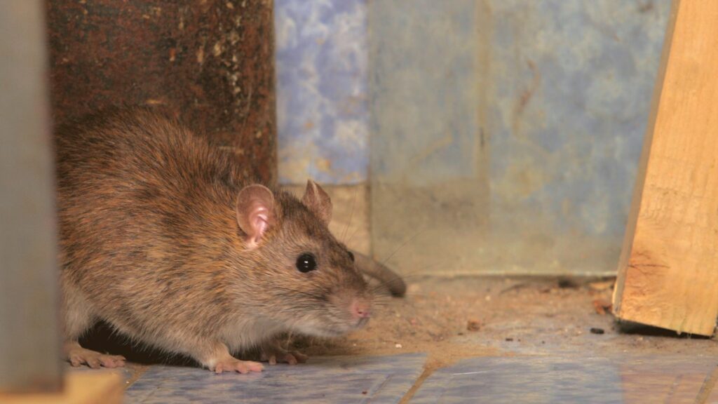 Pest control services report surge in rat infestations