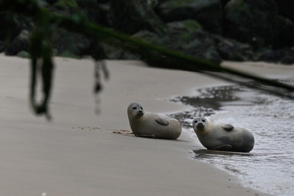Increasing numbers of seals spotted on Belgian coast