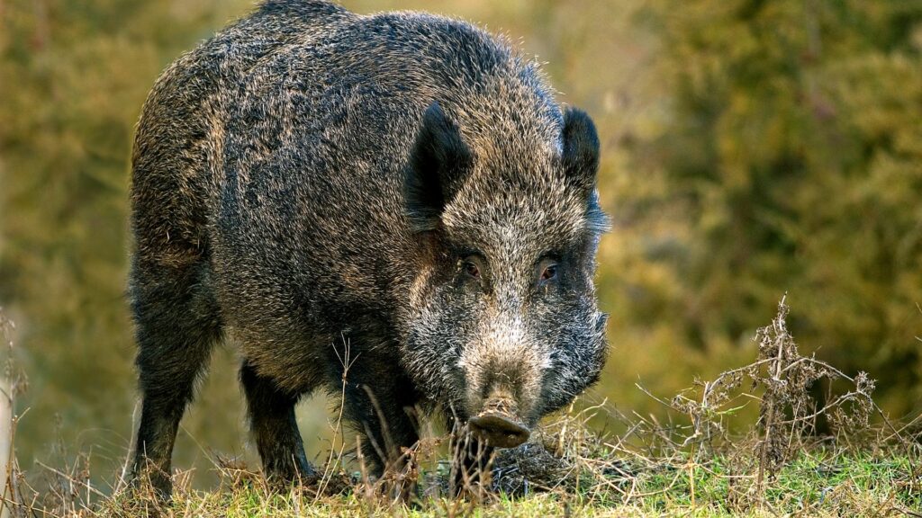 Wild boar boom wreaks havoc and threatens urban areas
