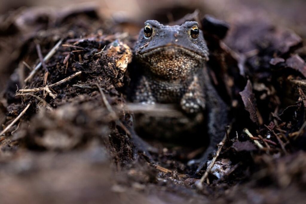 Belgium sees early start to amphibian migration