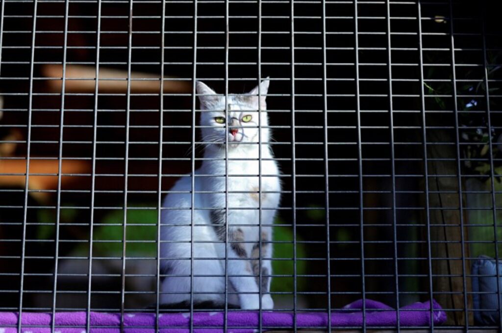 Fewer animal abuse complaints in Brussels in 2023, but an increase in seizures