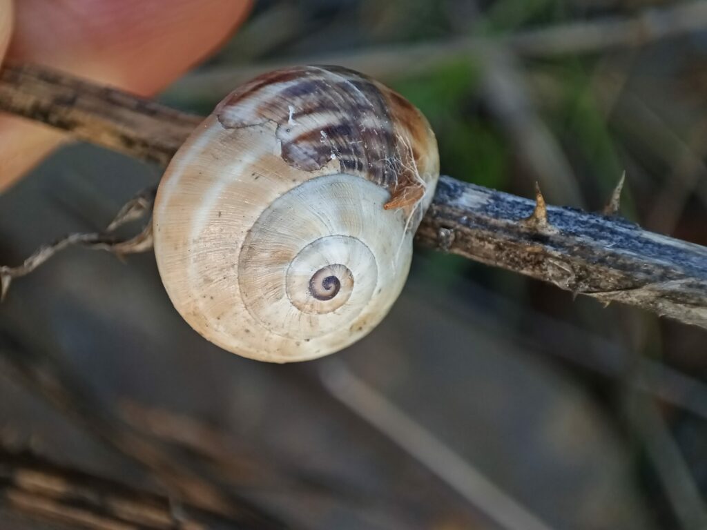 Seven new snail species discovered in Belgium