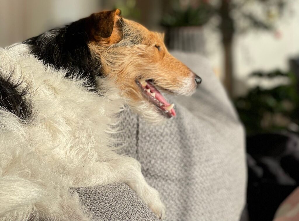 Will the EU finally tackle its unscrupulous pet trade?