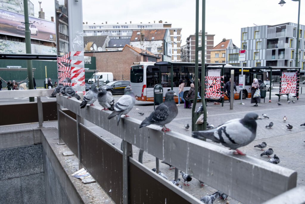 Pigeon pill: How Brussels is controlling unruly populations with contraceptives