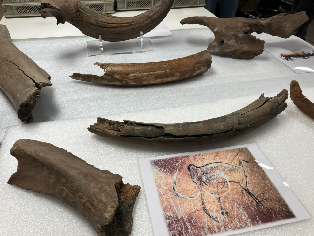 Mammoth and red deer remains discovered on Metro 3 site in Brussels