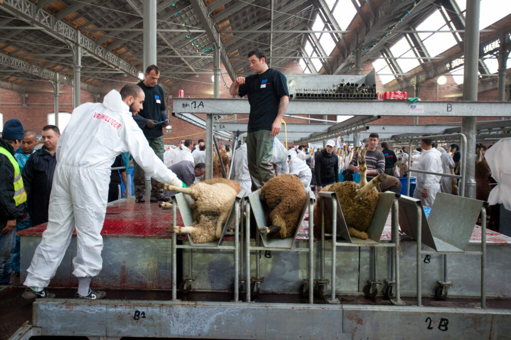 Ban on unstunned slaughter: Belgian Muslim and Jewish communities dismayed