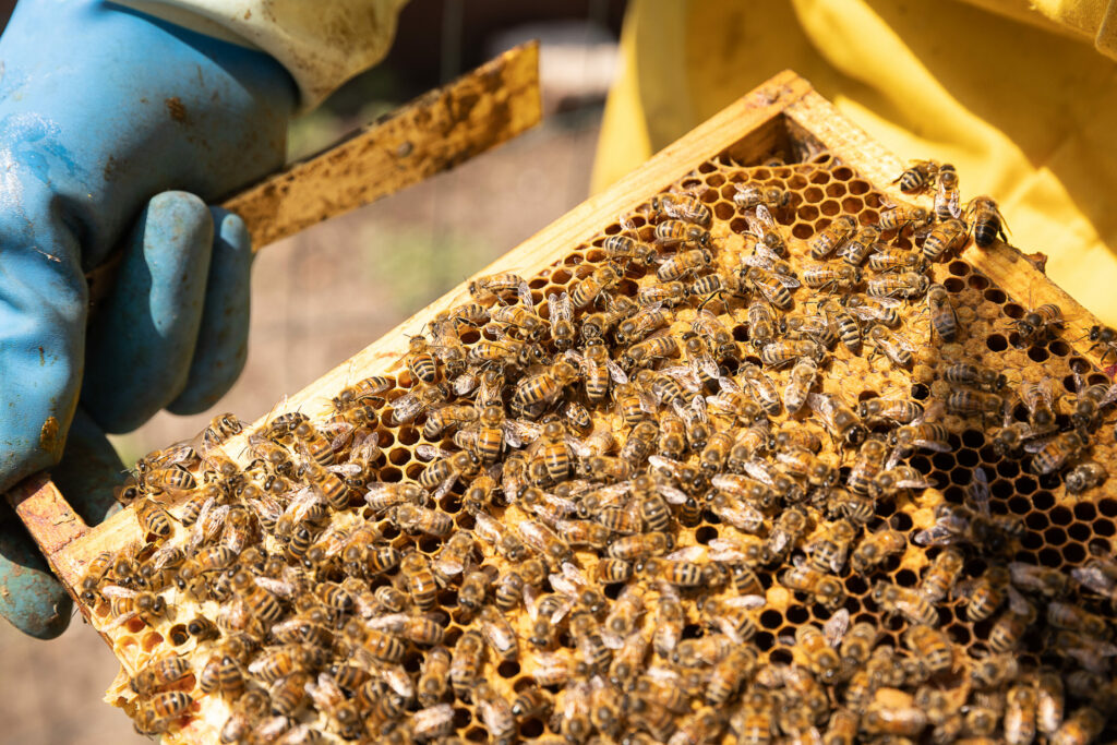 Over a quarter of bees from Flemish beekeepers did not survive winter