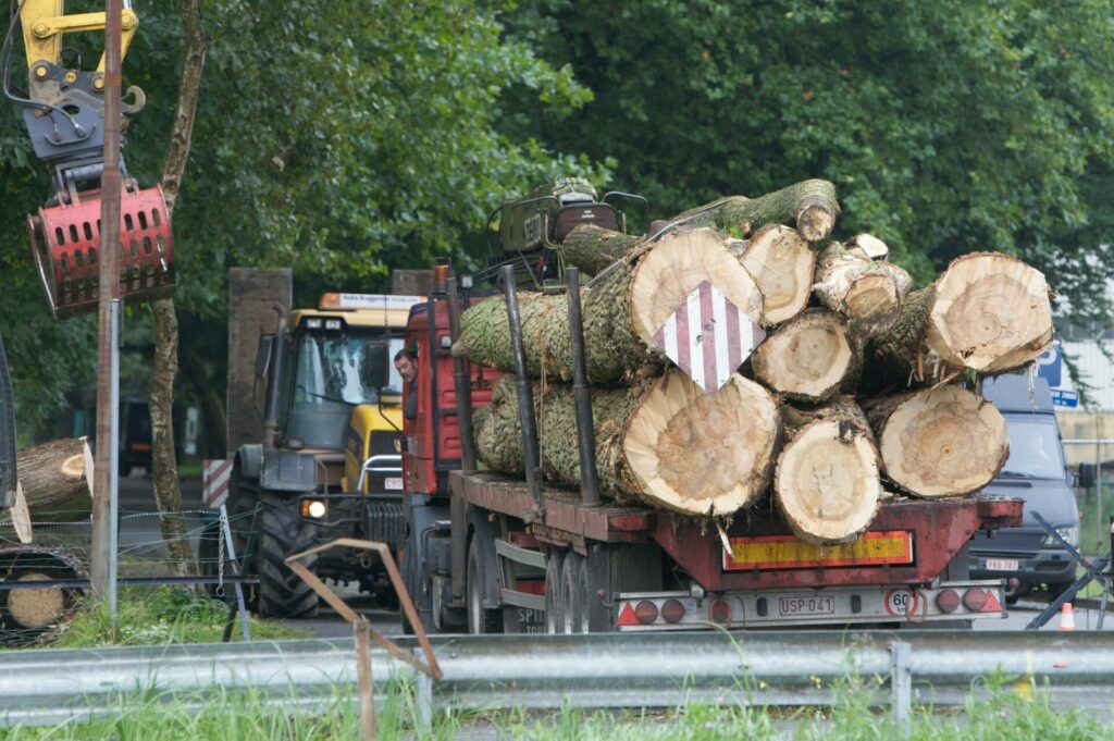 Stop clear-cutting Brussels’ trees