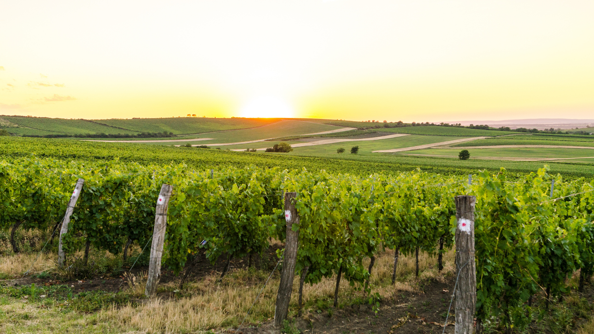 Wine, a solid pillar of the EU’s socio-economy and rural development