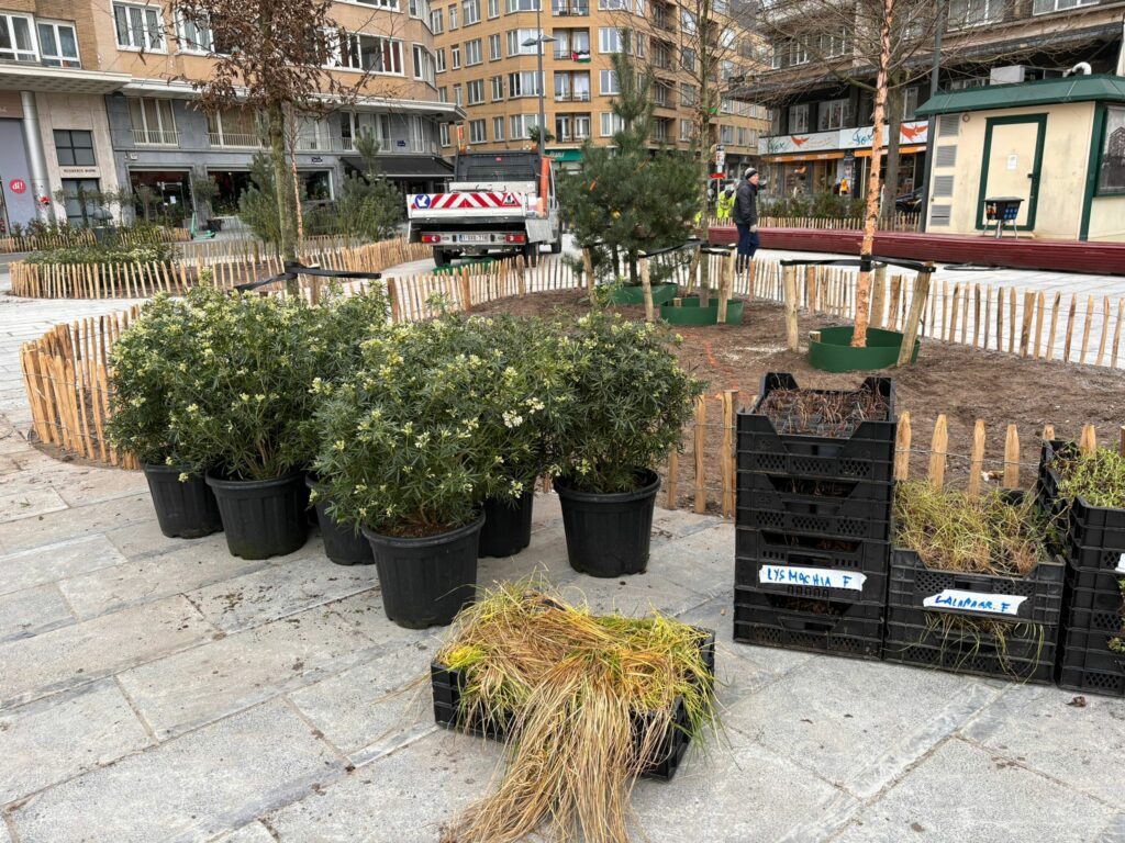 Brussels' planting season focuses on Place Flagey