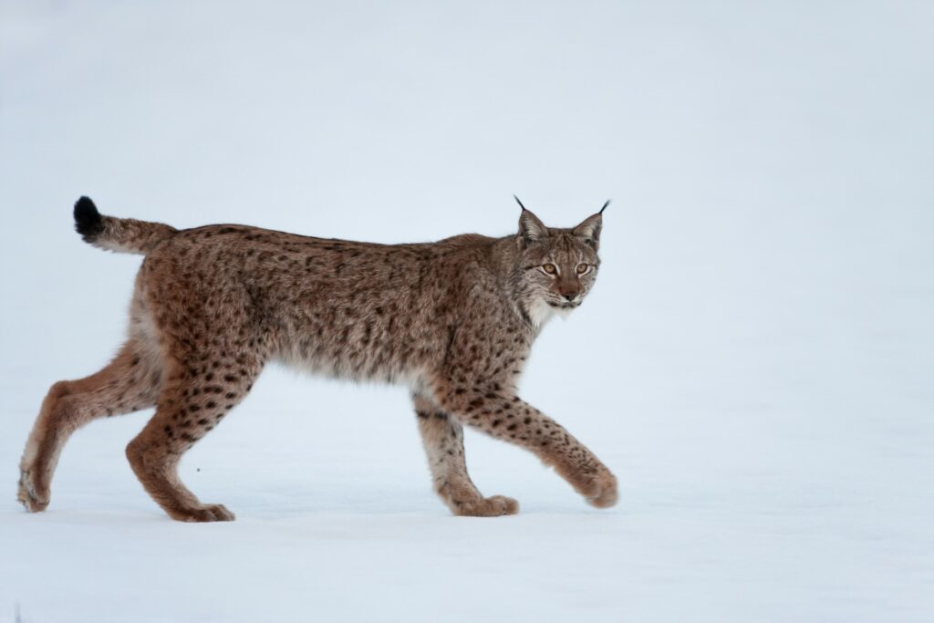 Hunting season of lynxes starts in Sweden, protection status in the EU threatened