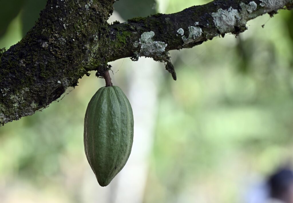 Cocoa prices exceed $10,000 per tonne for first time