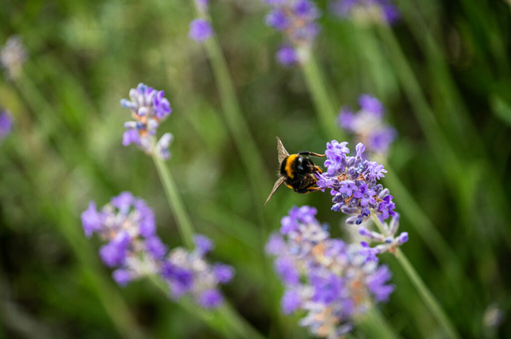 World Bee Day: Mortality rate of Belgian bees rises for second year in a row