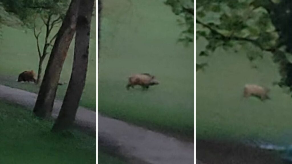 Wild boar spotted in Brussels' Parc de Woluwe for the first time