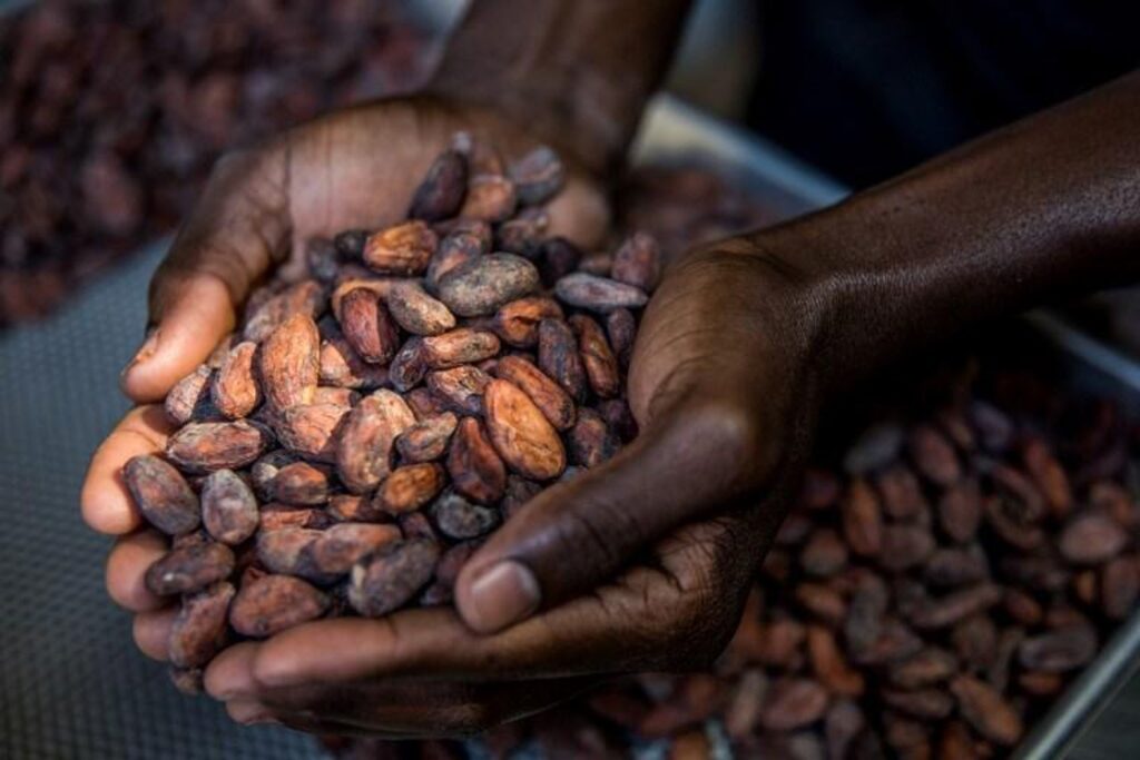 Brussels to host international cocoa summit next week