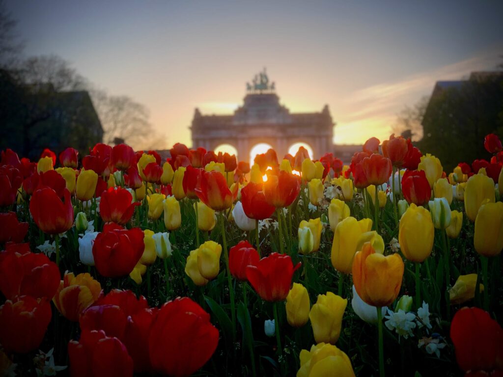 Belgium in bloom: Spring snaps from across the country