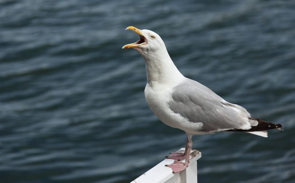 Portuguese scientist wins European Seagull Screeching Championship in Belgium