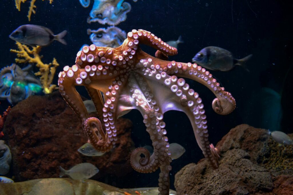 Octopus megafarm in Spain threatens environment, loophole in EU legislation?