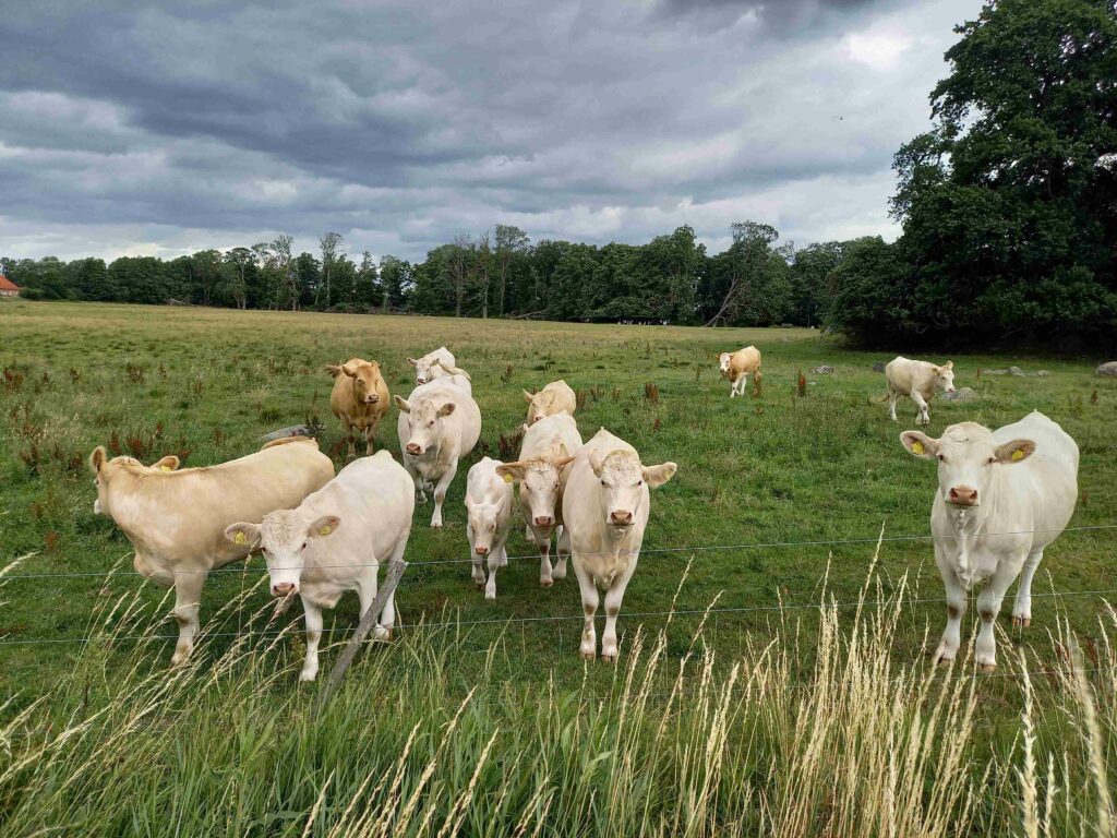 Animal welfare: A mixed balance sheet ahead of European Elections