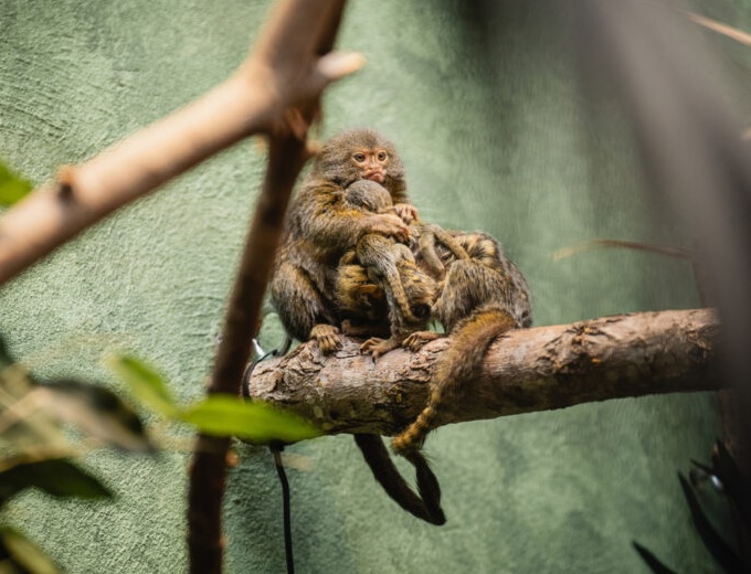 Antwerp Zoo welcomes two baby pygmy marmosets