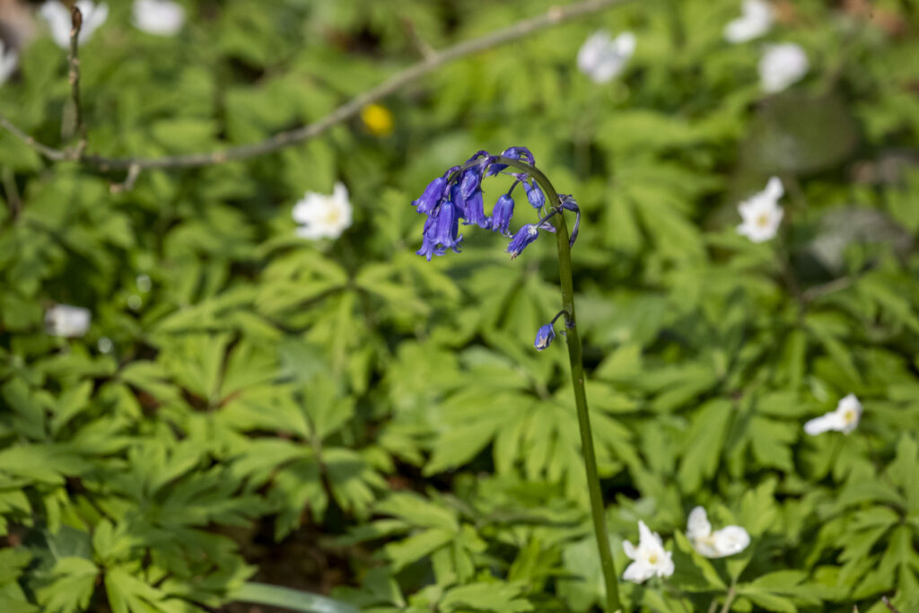 EU adopts flagship Nature Restoration Law after 'months of uncertainty'