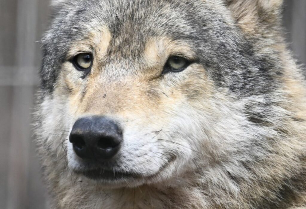 Wolf killed in road accident in Antwerp