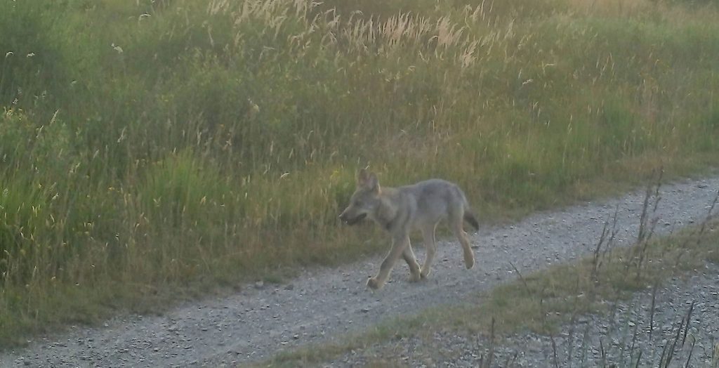 Wolf found dead on a road in Antwerp province